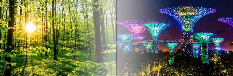 Licht im Wald und Gardens by the Bay beleuchtet