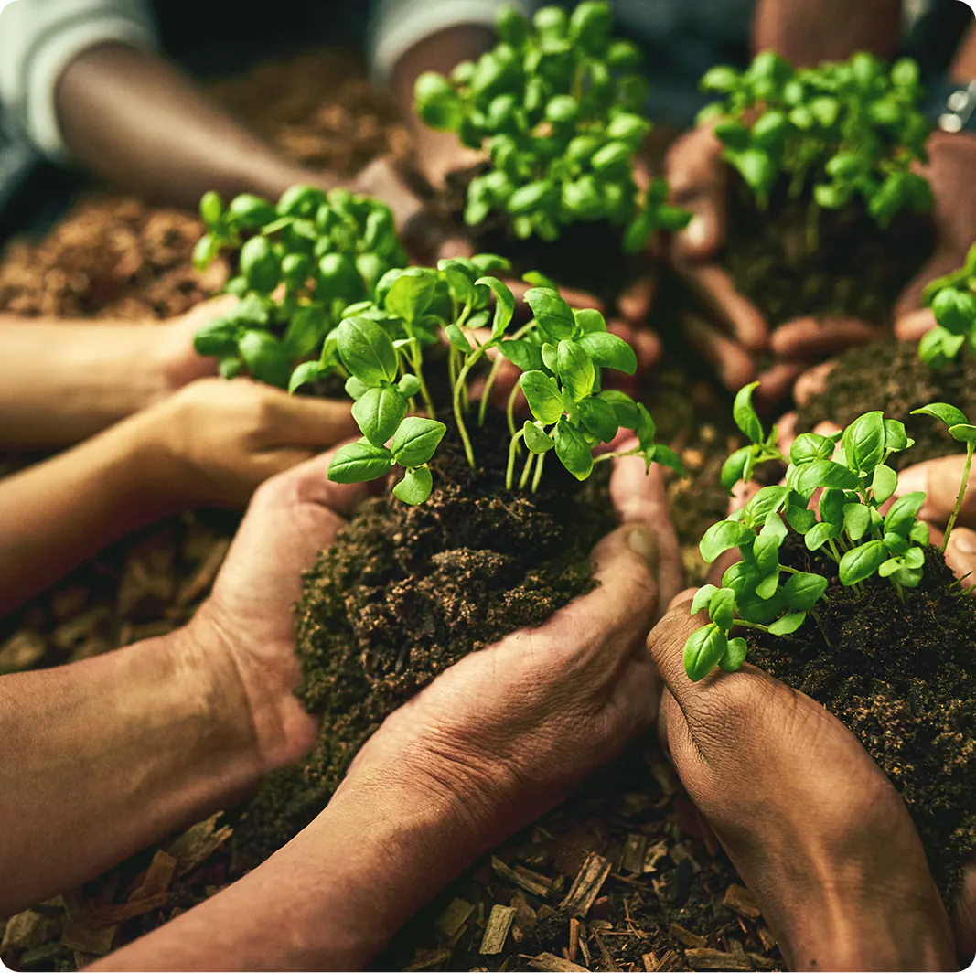 growing plants together